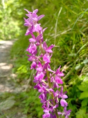 Orchis × penzigiana