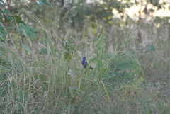 Passerina caerulea