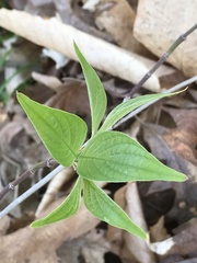 Lithospermum latifolium