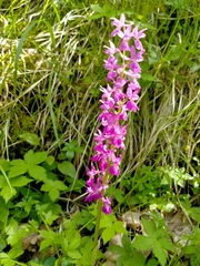 Orchis × penzigiana