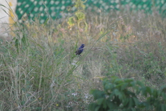 Passerina caerulea