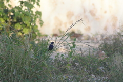 Passerina caerulea
