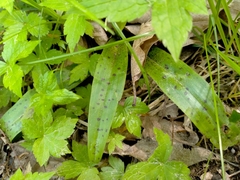 Orchis × penzigiana