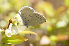 Celastrina serotina