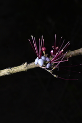 Alstroemeriaceae