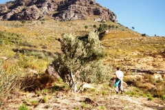 Olea europaea europaea