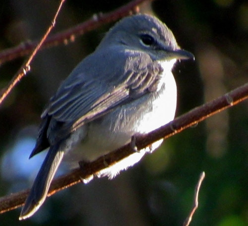 Fraseria caerulescens caerulescens