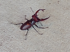 Lucanus elaphus