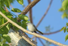 Polioptila caerulea