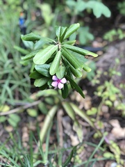 Catharanthus roseus