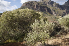 Olea europaea europaea