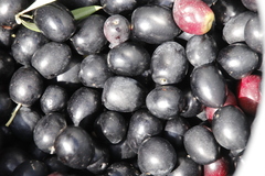 Olea europaea europaea