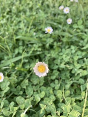 Bellis perennis