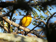 Ploceus bicolor bicolor