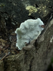 Kretzschmaria hedjaroudei