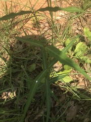 Asclepias rubra