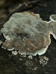Kretzschmaria hedjaroudei