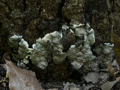 Kretzschmaria hedjaroudei