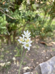 Nothoscordum gracile