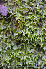 Homalia trichomanoides
