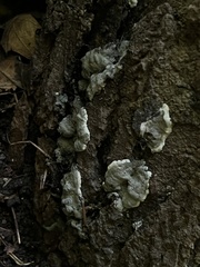 Kretzschmaria hedjaroudei