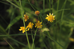 Packera pseudaurea