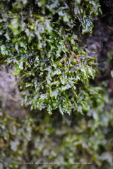 Homalia trichomanoides