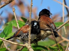 Spermestes bicolor nigriceps