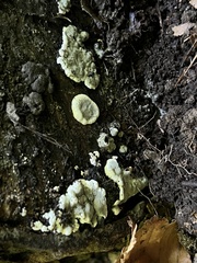 Kretzschmaria hedjaroudei