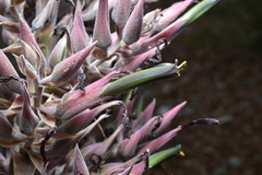 Puya