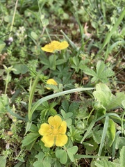 Potentilla reptans