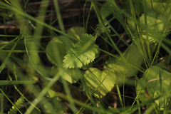 Packera pseudaurea