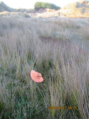 Schoenus concinnus