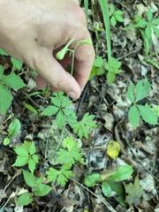 Delphinium alabamicum