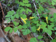 Corydalis pallida