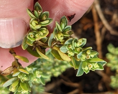 Euphorbia mesembryanthemifolia