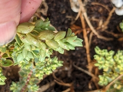 Euphorbia mesembryanthemifolia