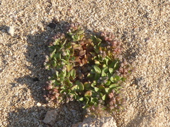 Polycarpon alsinifolium
