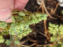 Euphorbia mesembryanthemifolia