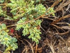 Euphorbia mesembryanthemifolia
