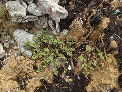 Euphorbia mesembryanthemifolia