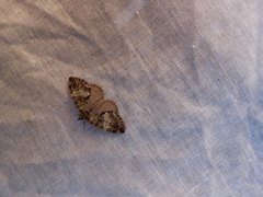 Hydriomena impluviata