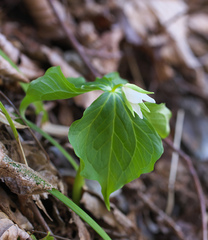 Trillium tschonoskii