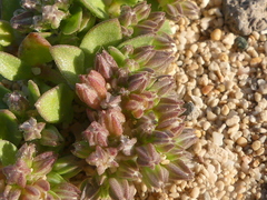 Polycarpon alsinifolium