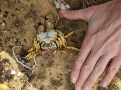 Grapsus grapsus