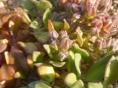 Polycarpon alsinifolium