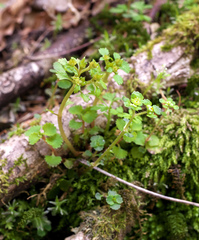 Chrysosplenium echinus