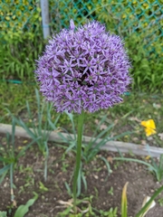 Allium hollandicum