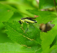 Rhogogaster picta