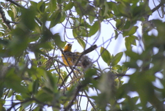 Icterus auratus